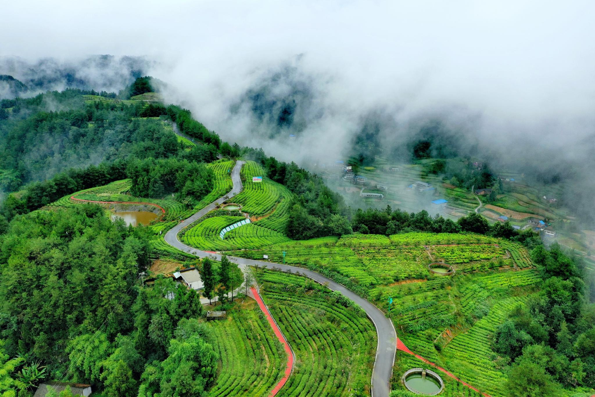 云雾缭绕，航拍中国茶乡旺苍，满眼绿色的山水风景，如人间仙境！
