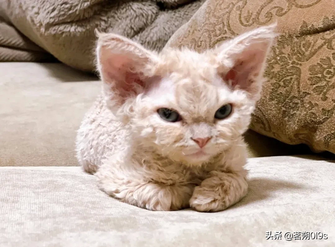 麻麻说我奶凶奶凶的，那笑起来呢？