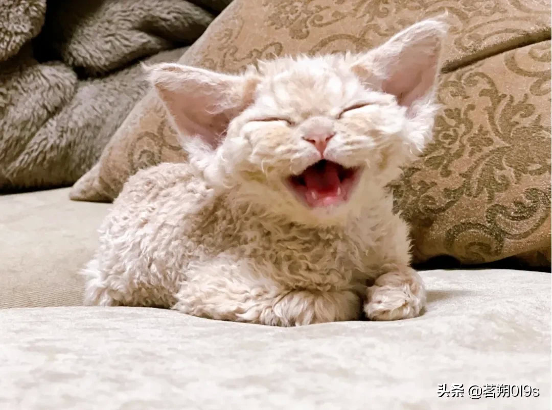 麻麻说我奶凶奶凶的，那笑起来呢？