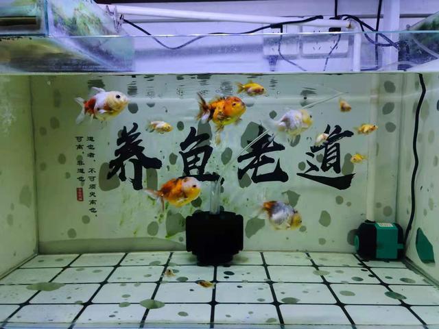 饲养观赏鱼物理过滤很重要,没有它就不能养鱼了吗?那也未必休闲区蓝鸢梦想 - Www.slyday.coM 饲养观赏鱼物理过滤很重要,没有它就不能养鱼了吗?那也未必休闲区蓝鸢梦想 - Www.slyday.coM