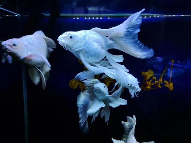 饲养观赏鱼物理过滤很重要,没有它就不能养鱼了吗?那也未必休闲区蓝鸢梦想 - Www.slyday.coM 饲养观赏鱼物理过滤很重要,没有它就不能养鱼了吗?那也未必休闲区蓝鸢梦想 - Www.slyday.coM