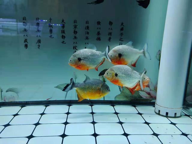 饲养观赏鱼物理过滤很重要,没有它就不能养鱼了吗?那也未必休闲区蓝鸢梦想 - Www.slyday.coM 饲养观赏鱼物理过滤很重要,没有它就不能养鱼了吗?那也未必休闲区蓝鸢梦想 - Www.slyday.coM