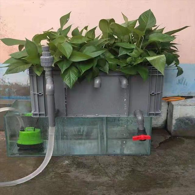 饲养观赏鱼物理过滤很重要,没有它就不能养鱼了吗?那也未必休闲区蓝鸢梦想 - Www.slyday.coM 饲养观赏鱼物理过滤很重要,没有它就不能养鱼了吗?那也未必休闲区蓝鸢梦想 - Www.slyday.coM