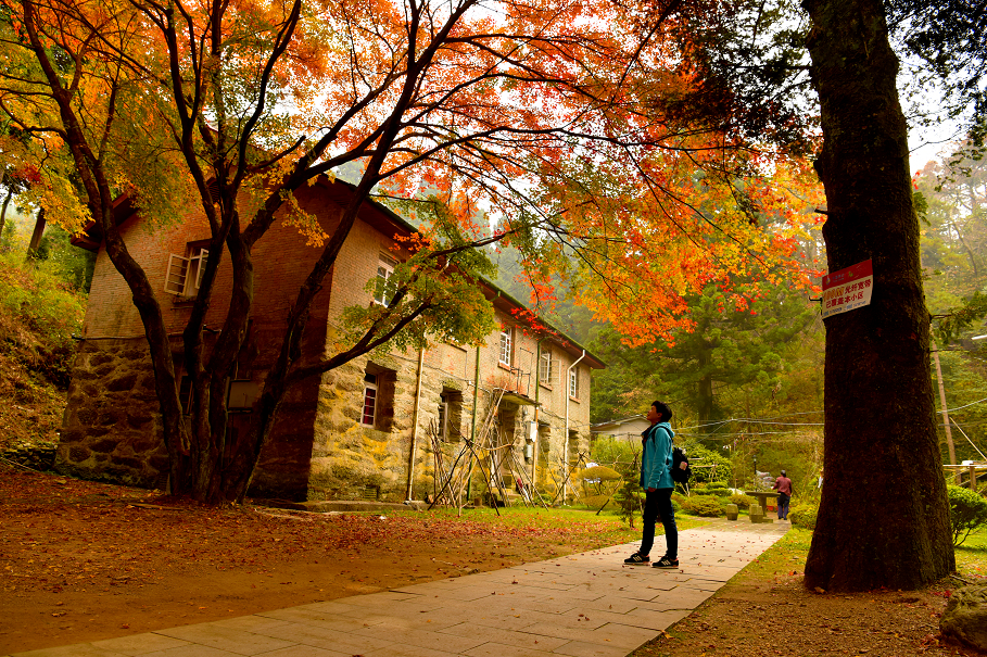 ▲2017年11月12日,庐山植物园出现漫山遍野、层林尽染的迷人秋景。图/IC photo