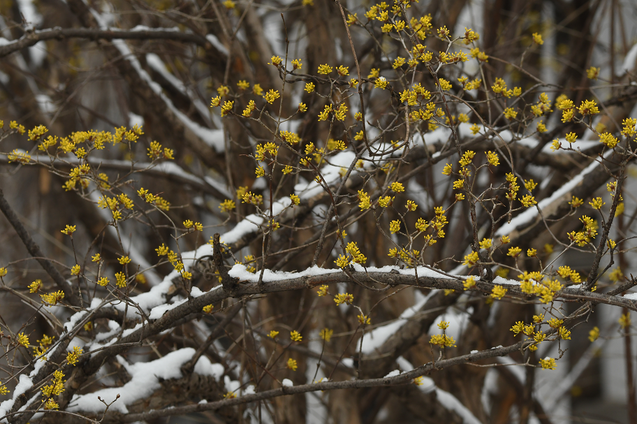 ▲3月18日,北京,中科院北京植物园,雪后的山茱萸开花。图/IC photo