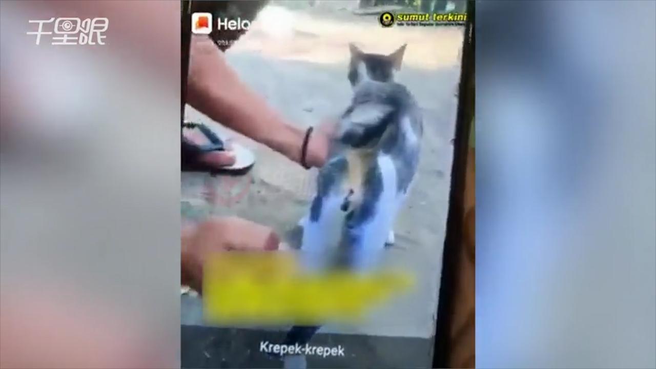 印尼男子虐猫视频曝光：将鞭炮“塞入小猫肛门”瞬间爆炸！|虐猫|猫_新浪新闻