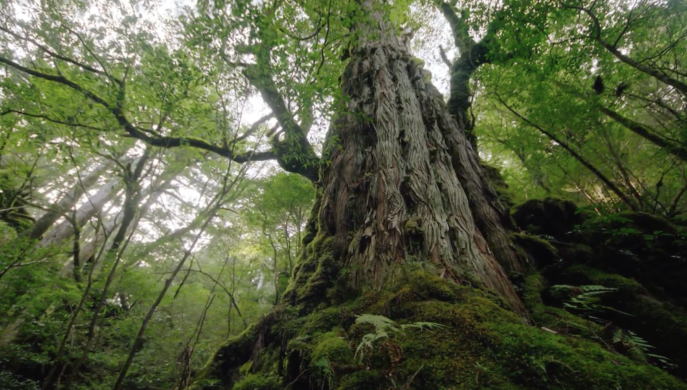 岛上有树龄3000年以上的绳文杉，也被叫做“屋久杉”。  视频截图