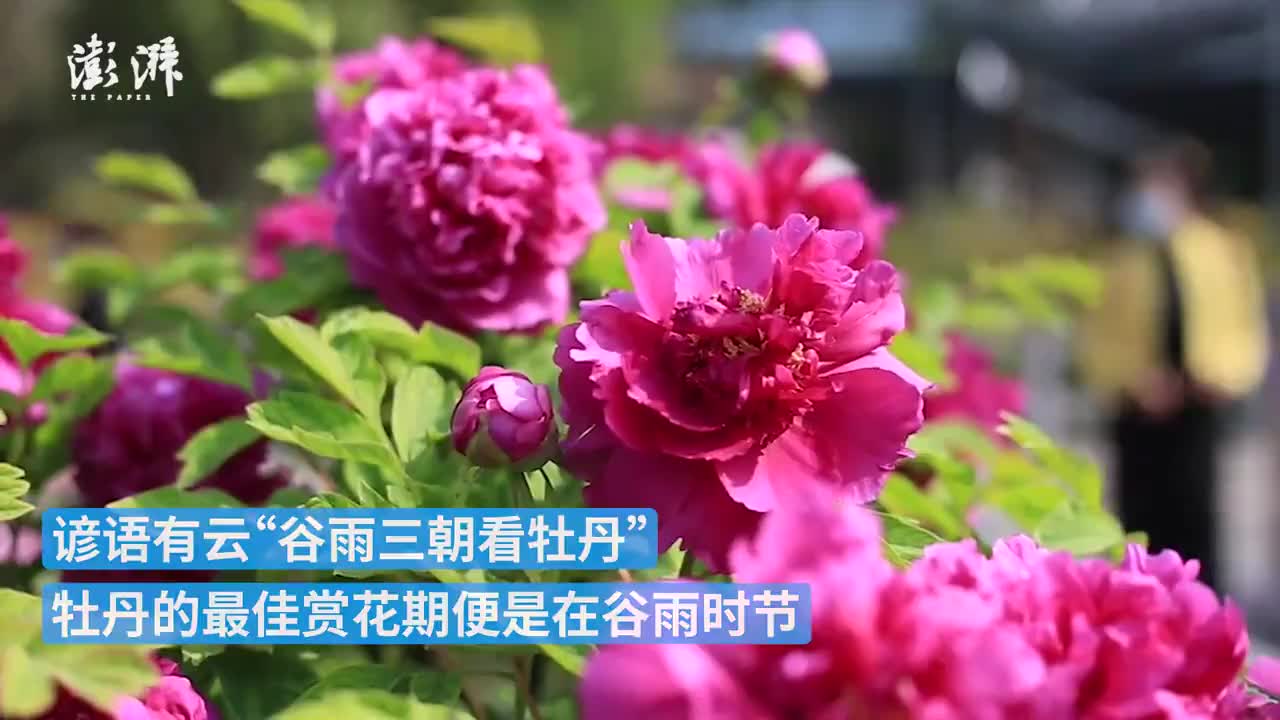 不与争春独自香谷雨时节来洛阳赏牡丹