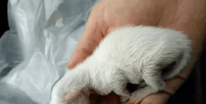 女子在路边捡到一只小奶猫，带回家后精心抚养，如今这颜值逆天了休闲区蓝鸢梦想 - Www.slyday.coM