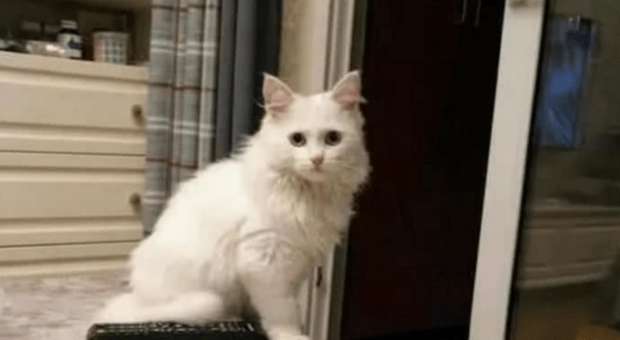 女子在路边捡到一只小奶猫，带回家后精心抚养，如今这颜值逆天了休闲区蓝鸢梦想 - Www.slyday.coM