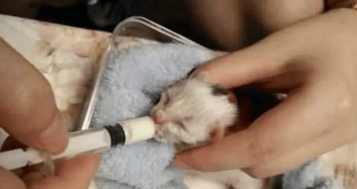 女子在路边捡到一只小奶猫，带回家后精心抚养，如今这颜值逆天了休闲区蓝鸢梦想 - Www.slyday.coM