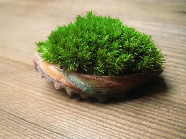 想要在花盆表面栽满苔藓,该怎么做才对