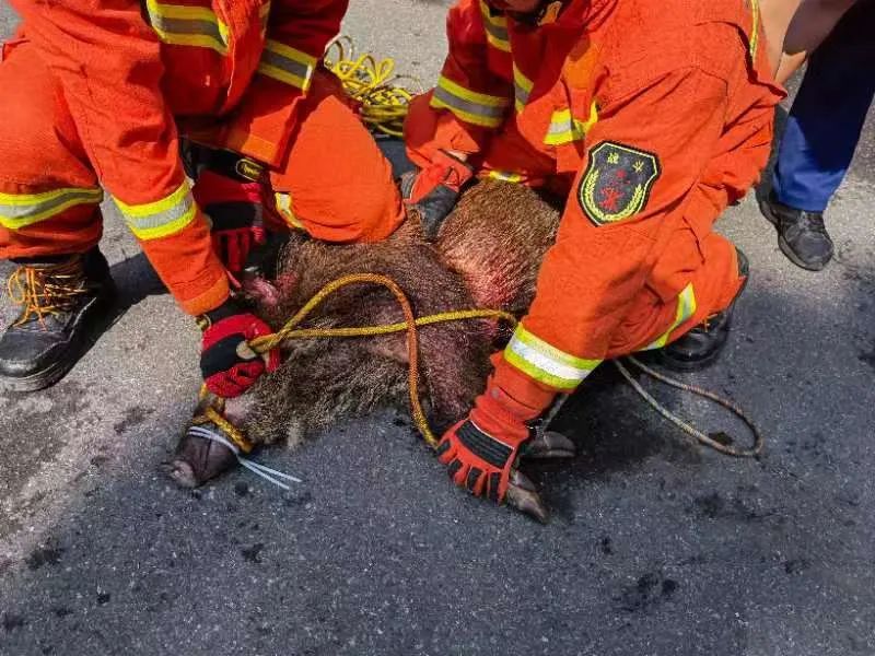 今早,杭州灵隐路惊现一头野猪!长一米!结果……休闲区蓝鸢梦想 - Www.slyday.coM 今早,杭州灵隐路惊现一头野猪!长一米!结果……休闲区蓝鸢梦想 - Www.slyday.coM