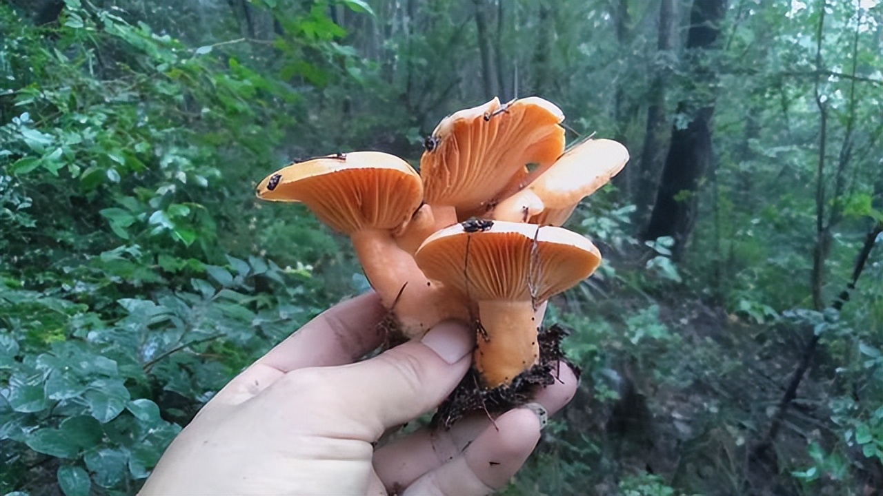 谷雨季节,野生枞树菌疯长了,捡野生菌的朋友,这5点