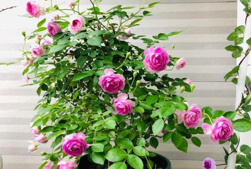 阳台也能养月季,新手也能养爆花的8款微月,月月有花赏,壮观|月季|月季