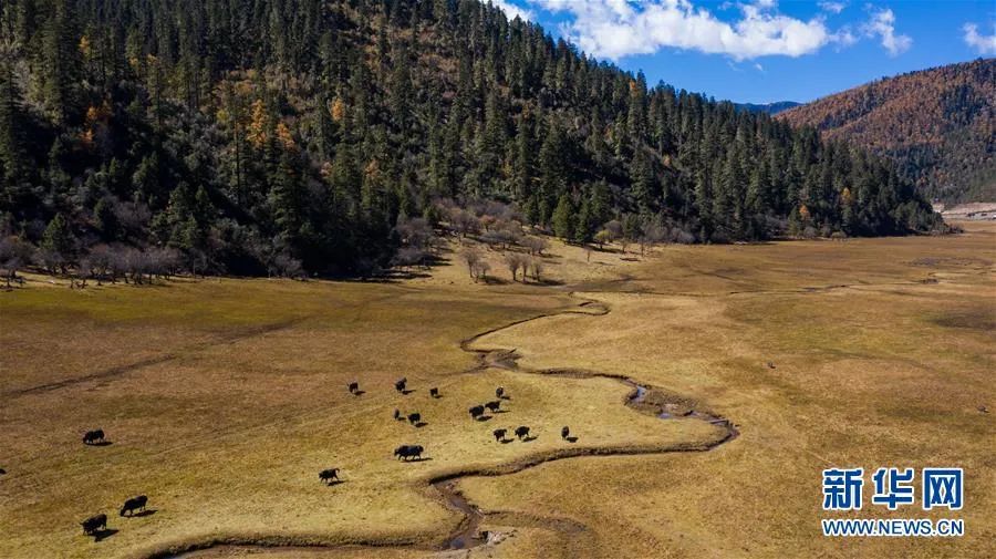 在普达措国家公园内，牲畜在洛茸村民小组附近的草甸上吃草。新华社记者 胡超 摄
