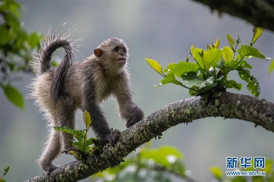 迪庆藏族自治州香格里拉滇金丝猴国家公园里的滇金丝猴。胡超 摄