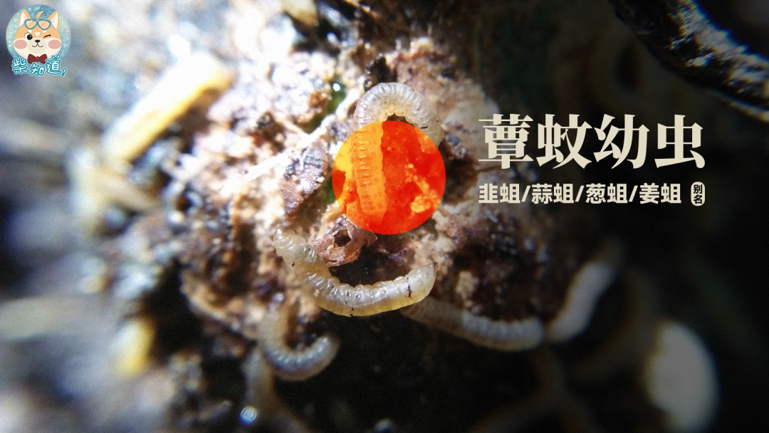 家里凭空冒出的小飞虫都是哪来的?如何科学地消灭它们?休闲区蓝鸢梦想 - Www.slyday.coM 家里凭空冒出的小飞虫都是哪来的?如何科学地消灭它们?休闲区蓝鸢梦想 - Www.slyday.coM