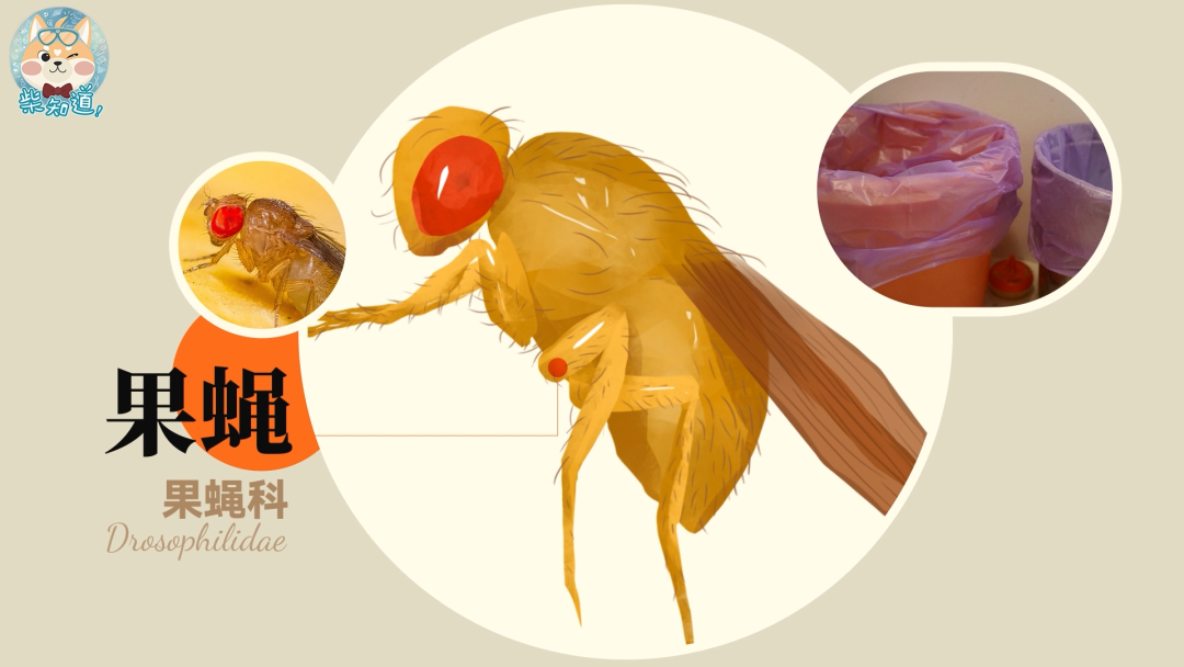 家里凭空冒出的小飞虫都是哪来的?如何科学地消灭它们?休闲区蓝鸢梦想 - Www.slyday.coM 家里凭空冒出的小飞虫都是哪来的?如何科学地消灭它们?休闲区蓝鸢梦想 - Www.slyday.coM