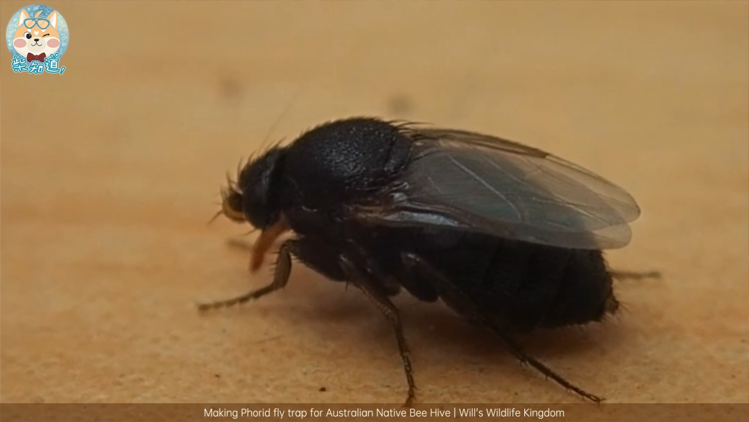 家里凭空冒出的小飞虫都是哪来的?如何科学地消灭它们?休闲区蓝鸢梦想 - Www.slyday.coM 家里凭空冒出的小飞虫都是哪来的?如何科学地消灭它们?休闲区蓝鸢梦想 - Www.slyday.coM