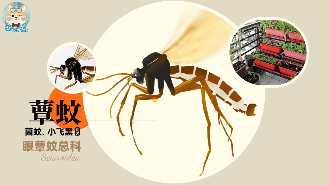 家里凭空冒出的小飞虫都是哪来的?如何科学地消灭它们?休闲区蓝鸢梦想 - Www.slyday.coM 家里凭空冒出的小飞虫都是哪来的?如何科学地消灭它们?休闲区蓝鸢梦想 - Www.slyday.coM