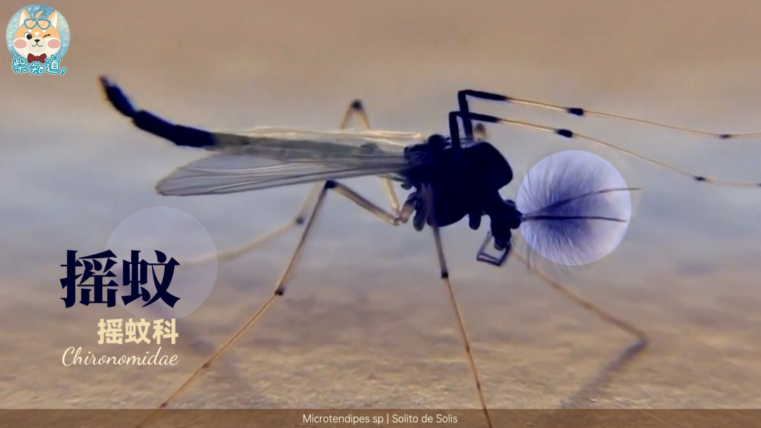 家里凭空冒出的小飞虫都是哪来的?如何科学地消灭它们?休闲区蓝鸢梦想 - Www.slyday.coM 家里凭空冒出的小飞虫都是哪来的?如何科学地消灭它们?休闲区蓝鸢梦想 - Www.slyday.coM