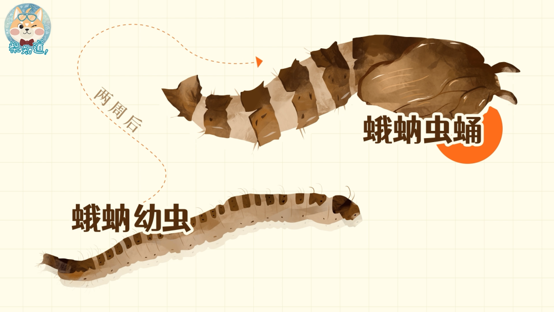 家里凭空冒出的小飞虫都是哪来的?如何科学地消灭它们?休闲区蓝鸢梦想 - Www.slyday.coM 家里凭空冒出的小飞虫都是哪来的?如何科学地消灭它们?休闲区蓝鸢梦想 - Www.slyday.coM