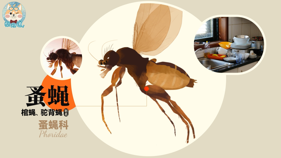 家里凭空冒出的小飞虫都是哪来的?如何科学地消灭它们?休闲区蓝鸢梦想 - Www.slyday.coM 家里凭空冒出的小飞虫都是哪来的?如何科学地消灭它们?休闲区蓝鸢梦想 - Www.slyday.coM