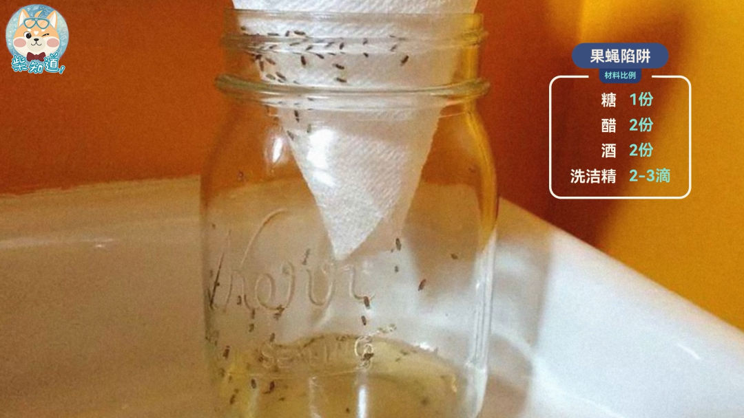 家里凭空冒出的小飞虫都是哪来的?如何科学地消灭它们?休闲区蓝鸢梦想 - Www.slyday.coM 家里凭空冒出的小飞虫都是哪来的?如何科学地消灭它们?休闲区蓝鸢梦想 - Www.slyday.coM