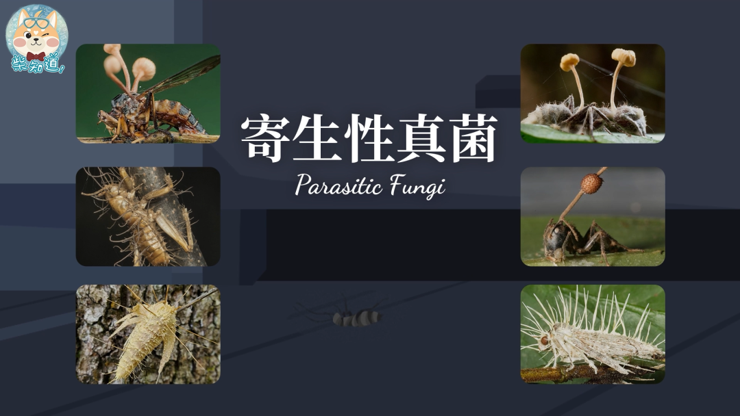 家里凭空冒出的小飞虫都是哪来的?如何科学地消灭它们?休闲区蓝鸢梦想 - Www.slyday.coM 家里凭空冒出的小飞虫都是哪来的?如何科学地消灭它们?休闲区蓝鸢梦想 - Www.slyday.coM