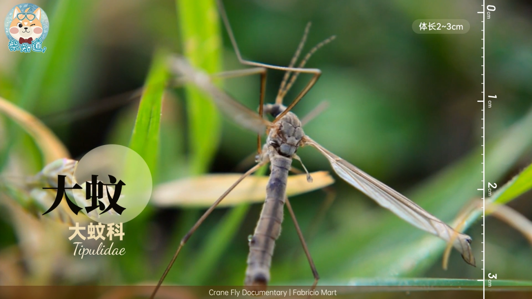 家里凭空冒出的小飞虫都是哪来的?如何科学地消灭它们?休闲区蓝鸢梦想 - Www.slyday.coM 家里凭空冒出的小飞虫都是哪来的?如何科学地消灭它们?休闲区蓝鸢梦想 - Www.slyday.coM
