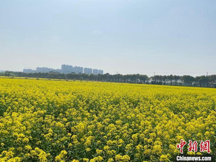 资料图：杭州市钱塘区江东村油菜花田。 黄慧 摄