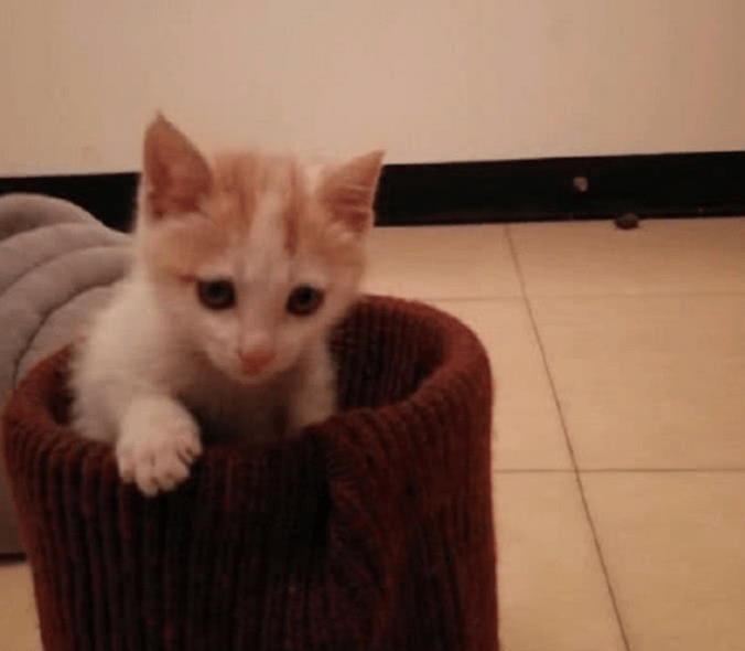 女子在路边捡到一只刚出生的小奶狗，将它带回家后，如今变成这样休闲区蓝鸢梦想 - Www.slyday.coM