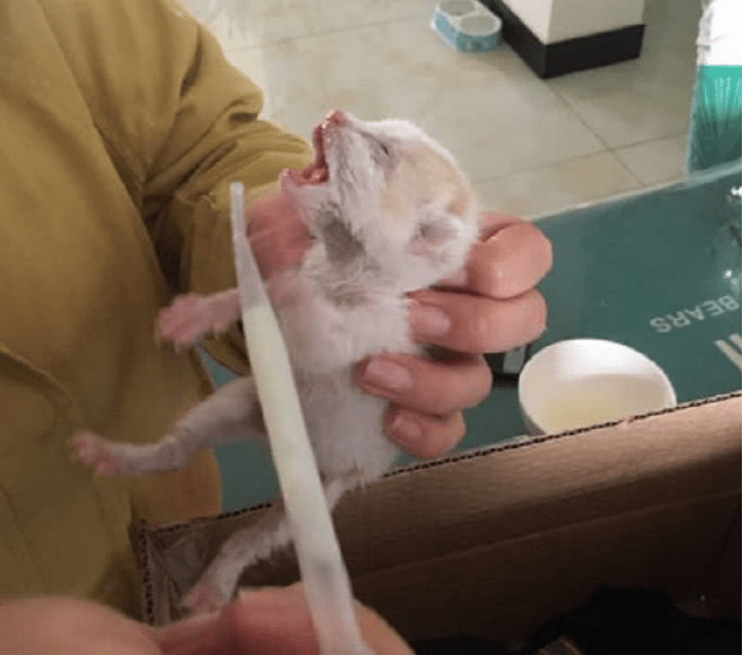 女子在路边捡到一只刚出生的小奶狗，将它带回家后，如今变成这样休闲区蓝鸢梦想 - Www.slyday.coM