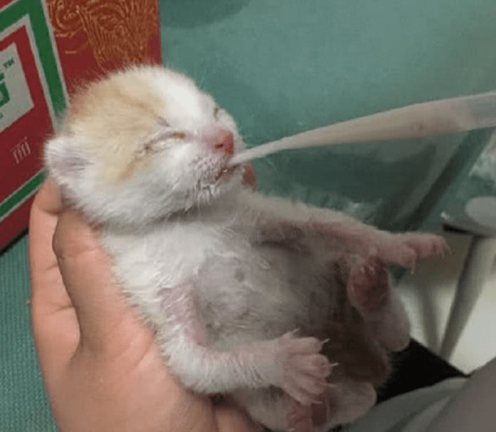 女子在路边捡到一只刚出生的小奶狗，将它带回家后，如今变成这样休闲区蓝鸢梦想 - Www.slyday.coM