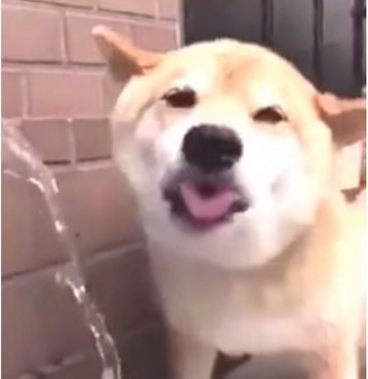 柴犬热得喝水降温模样可爱是行走的表情包主人瞬间被治愈了