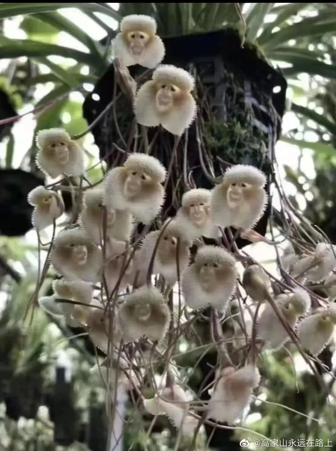 活了大半辈子了也没有见过猴子花看看还真有点像猴子