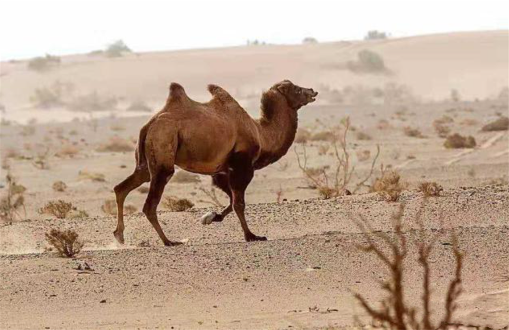 野骆驼泛滥处理方法 澳大利亚野骆驼为何成灾