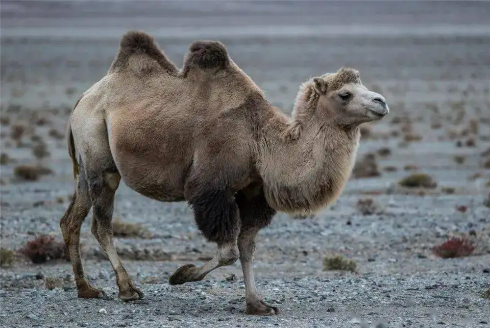 澳洲野骆驼繁殖太快了，直接泛滥成灾！100多万头怎...