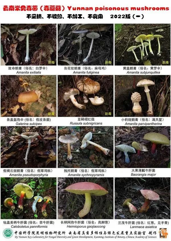 《云南常见毒菌（毒蘑菇）2022版》图版一。中国科学院昆明植物研究所供图