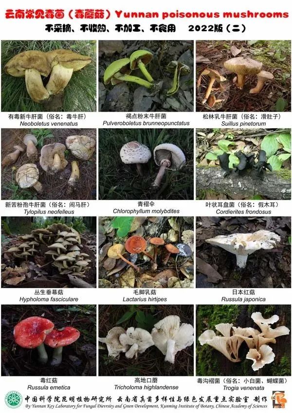 《云南常见毒菌（毒蘑菇）2022版》图版二。中国科学院昆明植物研究所供图