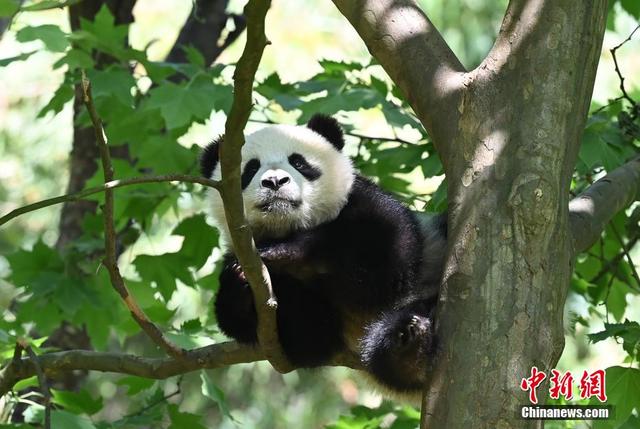 大熊猫树上卖萌憨态可掬