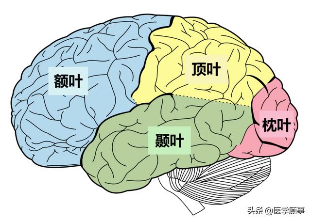 大脑部分缺失功能竟无损伤读了研还精通两门语言