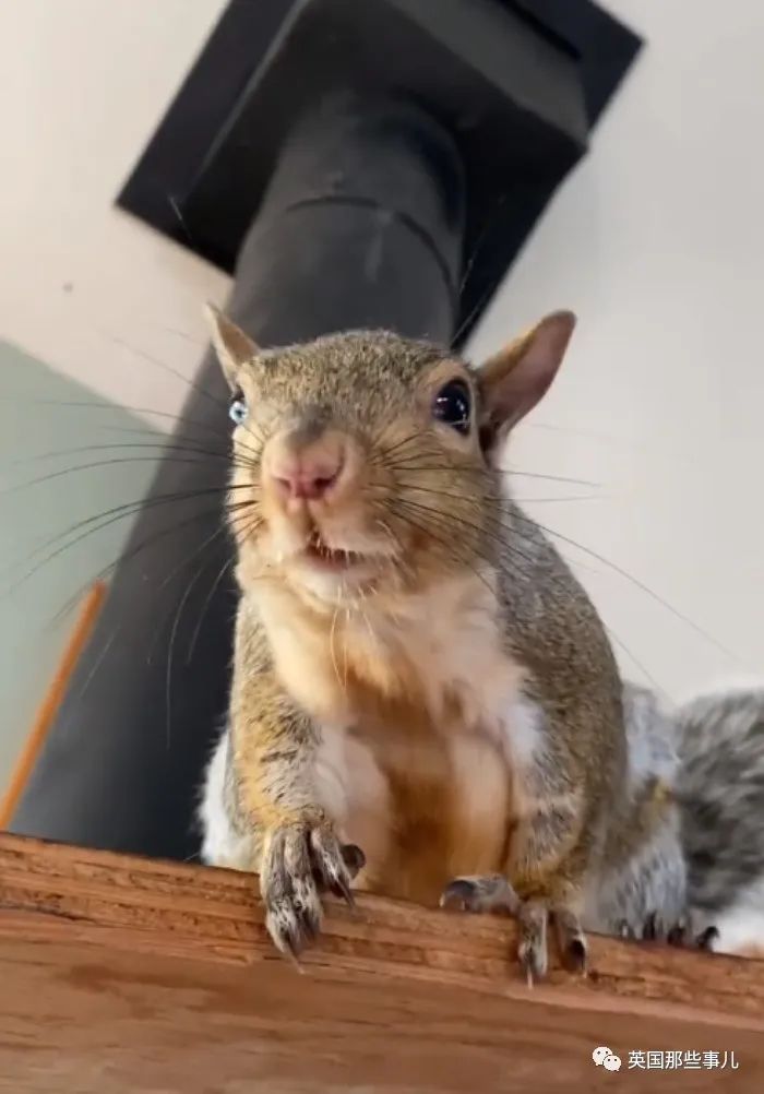 虚弱小松鼠被老奶奶捡回家,各种宠溺关爱,真成了奶奶带大的胖仔!休闲区蓝鸢梦想 - Www.slyday.coM 虚弱小松鼠被老奶奶捡回家,各种宠溺关爱,真成了奶奶带大的胖仔!休闲区蓝鸢梦想 - Www.slyday.coM