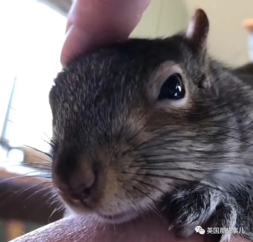 虚弱小松鼠被老奶奶捡回家,各种宠溺关爱,真成了奶奶带大的胖仔!休闲区蓝鸢梦想 - Www.slyday.coM 虚弱小松鼠被老奶奶捡回家,各种宠溺关爱,真成了奶奶带大的胖仔!休闲区蓝鸢梦想 - Www.slyday.coM