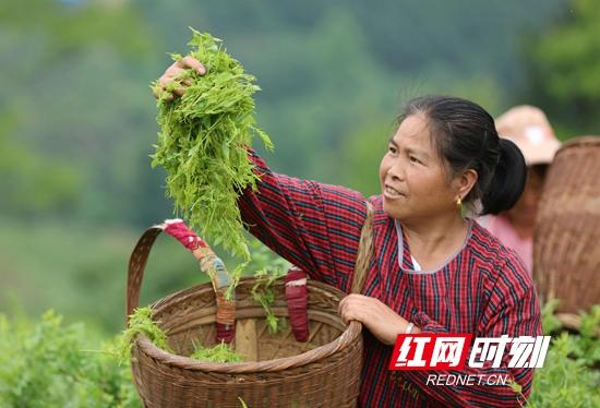 张家界市永定区高山莓茶采摘忙