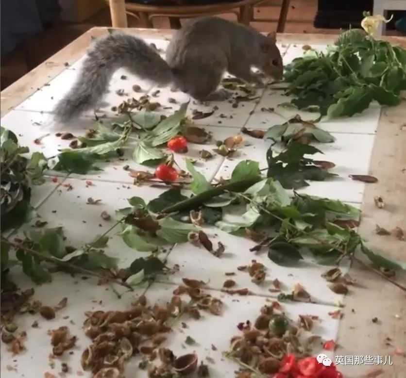 虚弱小松鼠被老奶奶捡回家,各种宠溺关爱,真成了奶奶带大的胖仔!休闲区蓝鸢梦想 - Www.slyday.coM 虚弱小松鼠被老奶奶捡回家,各种宠溺关爱,真成了奶奶带大的胖仔!休闲区蓝鸢梦想 - Www.slyday.coM