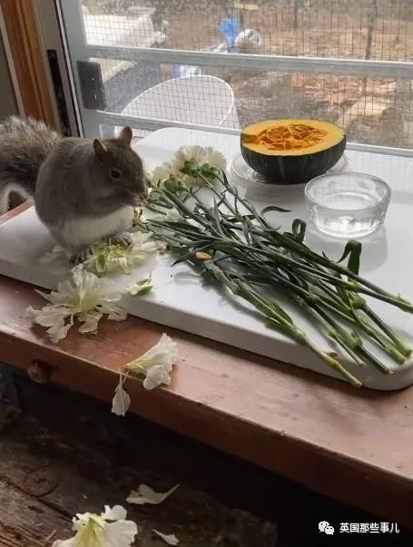 虚弱小松鼠被老奶奶捡回家,各种宠溺关爱,真成了奶奶带大的胖仔!休闲区蓝鸢梦想 - Www.slyday.coM 虚弱小松鼠被老奶奶捡回家,各种宠溺关爱,真成了奶奶带大的胖仔!休闲区蓝鸢梦想 - Www.slyday.coM