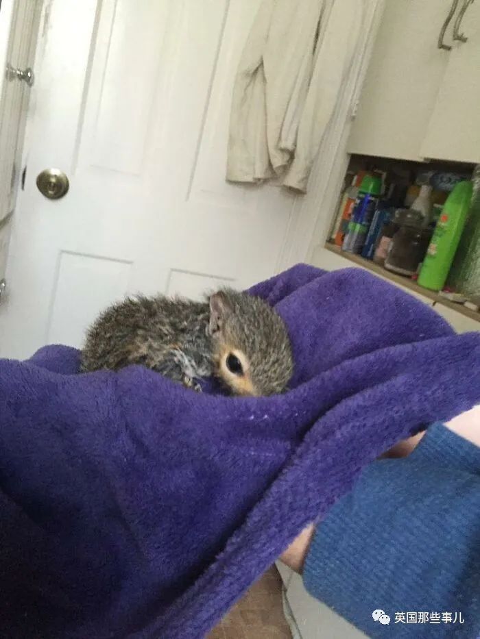 虚弱小松鼠被老奶奶捡回家,各种宠溺关爱,真成了奶奶带大的胖仔!休闲区蓝鸢梦想 - Www.slyday.coM 虚弱小松鼠被老奶奶捡回家,各种宠溺关爱,真成了奶奶带大的胖仔!休闲区蓝鸢梦想 - Www.slyday.coM