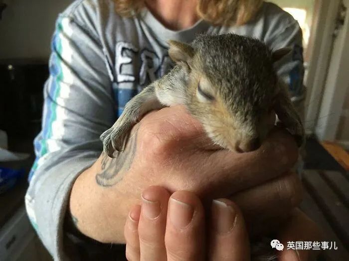 虚弱小松鼠被老奶奶捡回家,各种宠溺关爱,真成了奶奶带大的胖仔!休闲区蓝鸢梦想 - Www.slyday.coM 虚弱小松鼠被老奶奶捡回家,各种宠溺关爱,真成了奶奶带大的胖仔!休闲区蓝鸢梦想 - Www.slyday.coM